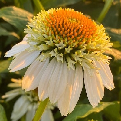 zonnehoed-echinacea-purpurea-milkshake