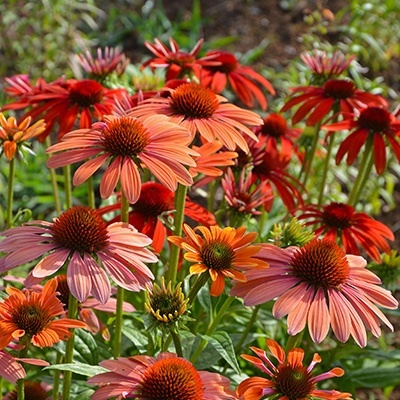 zonnehoed-echinacea-purpurea-papallo-power-coral-oranges