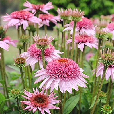 zonnehoed-echinacea-purpurea-papallo-semi-double-pinks