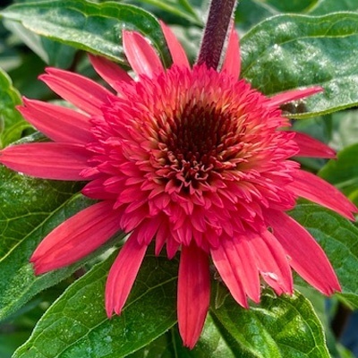 zonnehoed-echinacea-purpurea-raspberry-truffel