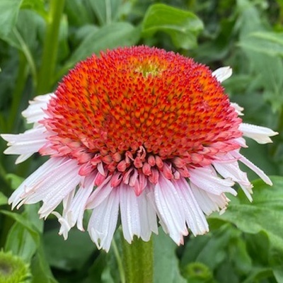 zonnehoed-echinacea-purpurea-strawberry-and-cream