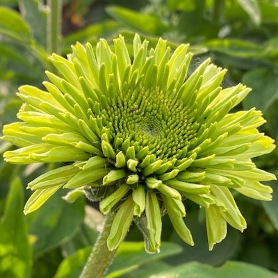 zonnehoed-echinacea-purpurea-sunseeker-green