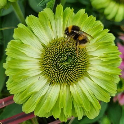 zonnehoed-echinecea-purpurea-green-woodpecker-aka-real-green