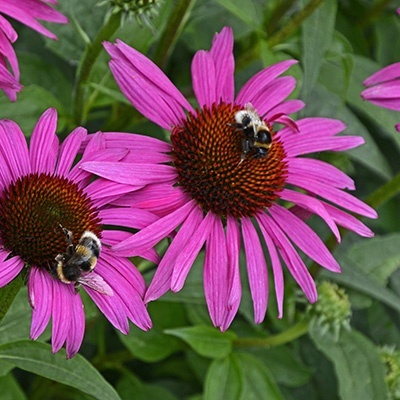 zonnehoed_echinacea-fatal-attraction