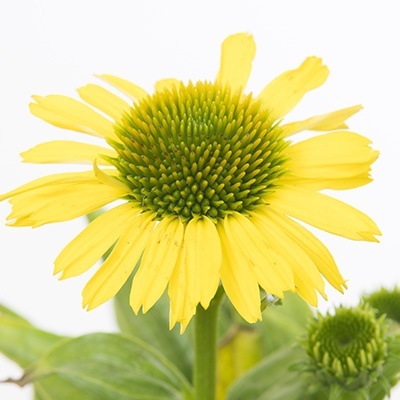 zonnehoed_echinacea-sunseekers-mellow