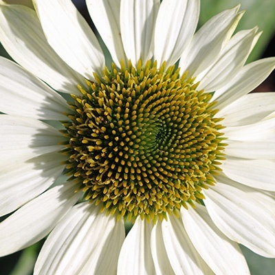 zonnehoed_echinacea-sunseekers-white-euapaf