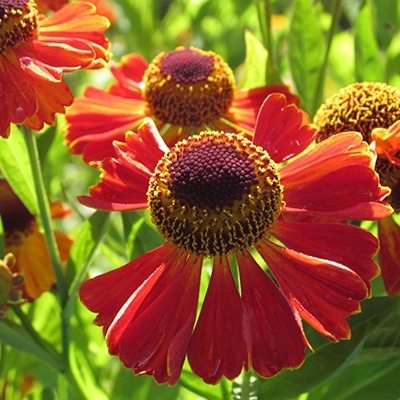 zonnekruid-helenium-autumnale-ruby-tuesday