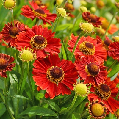 zonnekruid-helenium-mariachi-tm-salsa