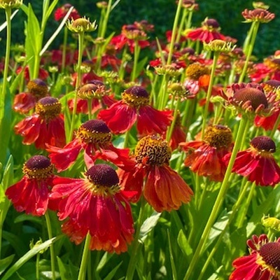 zonnekruid-helenium-moerheim-beauty