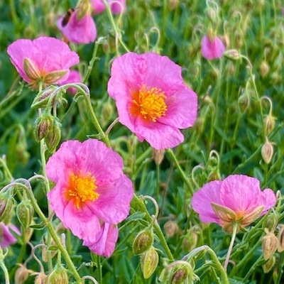 zonneroosje-helianthemum-lawrensons-pink