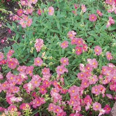 zonneroosje-helianthemum-nummularium-lawrensons-pink