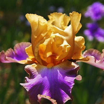 zwaardlelie-2-iris-germanica-au-sommet