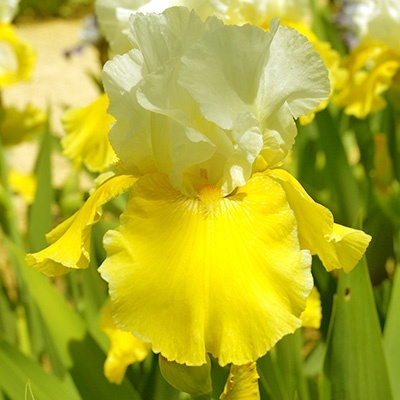 zwaardlelie-2-iris-germanica-lune-et-soleil