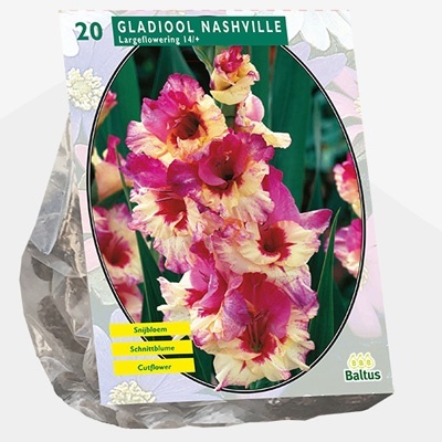 zwaardlelie_gladiolus-nashville-per-20