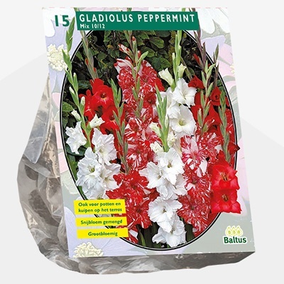 zwaardlelie_gladiolus-peppermint-mix-per-15