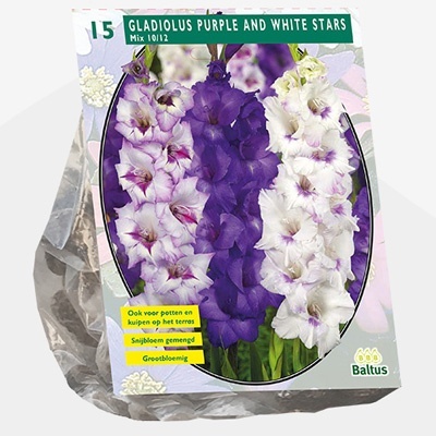 zwaardlelie_gladiolus-purple-and-white-stars-per-15