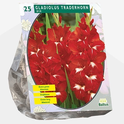 zwaardlelie_gladiolus-traderhorn-per-25