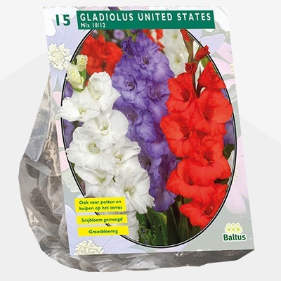 zwaardlelie_gladiolus-united-states-mix-per-15