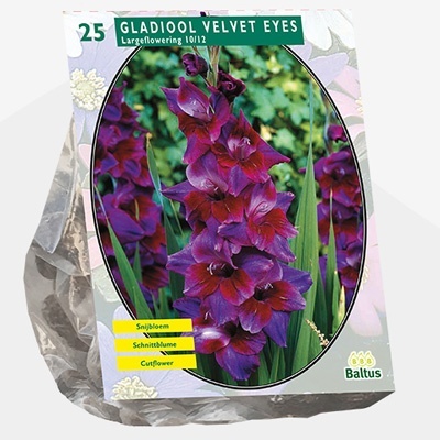 zwaardlelie_gladiolus-velvet-eyes-per-25