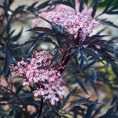 zwarte-vlier-sambucus-nigra-black-lace-eva