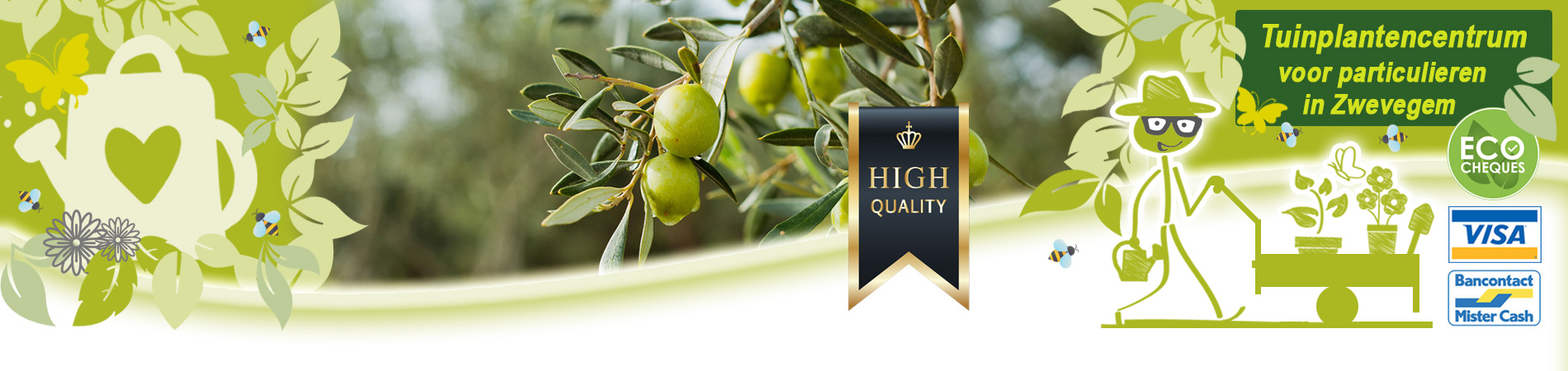 solitaire planten kopen